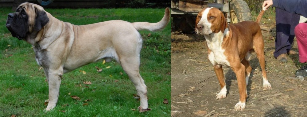 Posavac Hound vs English Mastiff - Breed Comparison