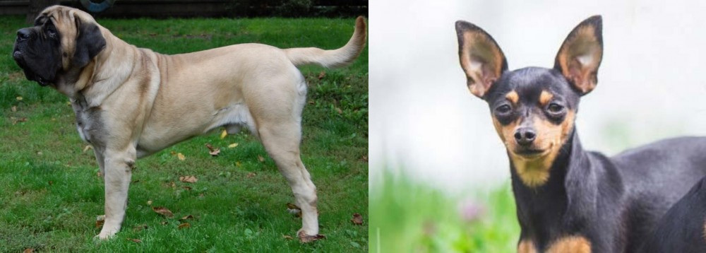 Prazsky Krysarik vs English Mastiff - Breed Comparison