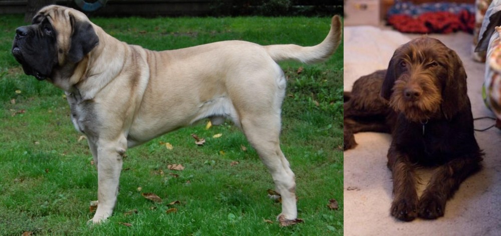 Pudelpointer vs English Mastiff - Breed Comparison
