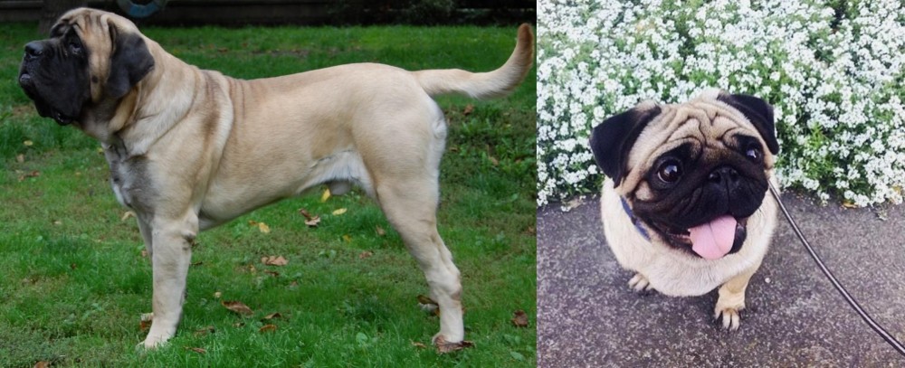 Pug vs English Mastiff - Breed Comparison
