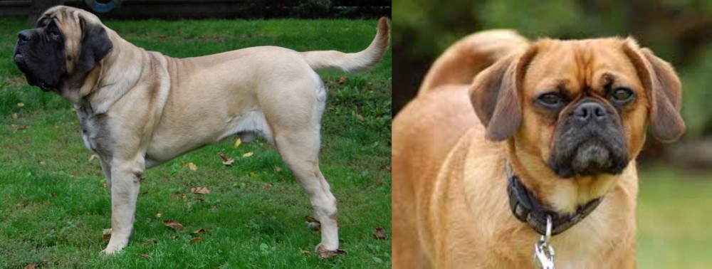 Pugalier vs English Mastiff - Breed Comparison