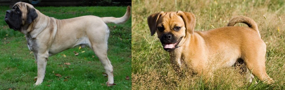 Puggle vs English Mastiff - Breed Comparison