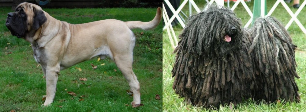 Puli vs English Mastiff - Breed Comparison