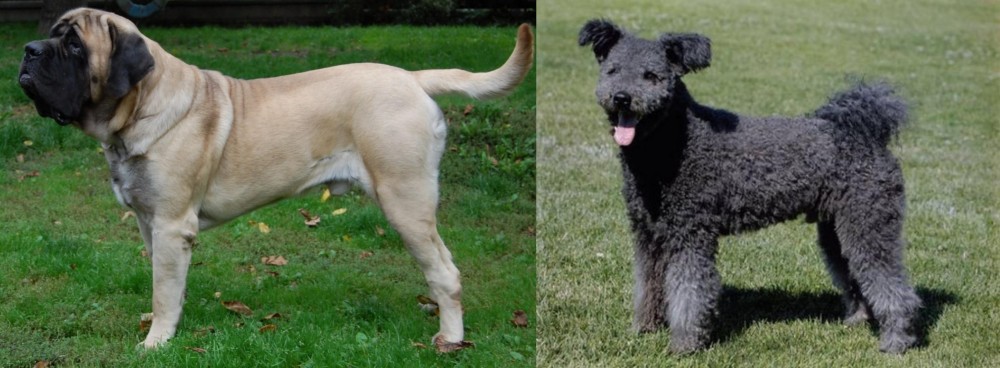 Pumi vs English Mastiff - Breed Comparison