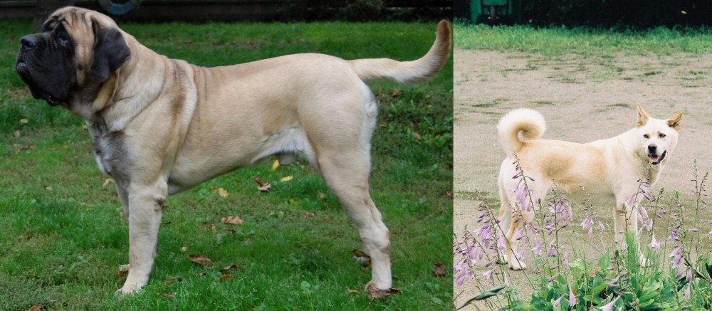 Pungsan Dog vs English Mastiff - Breed Comparison