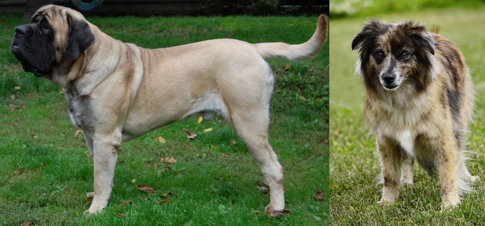Pyrenean Shepherd vs English Mastiff - Breed Comparison