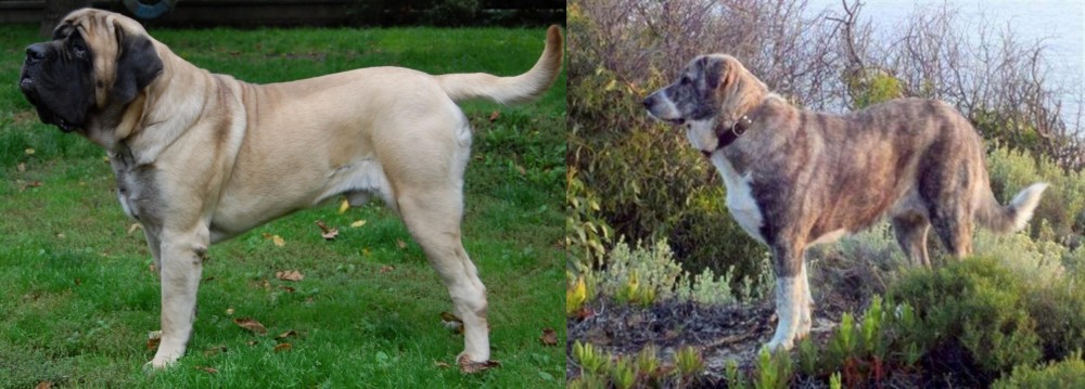 Rafeiro do Alentejo vs English Mastiff - Breed Comparison