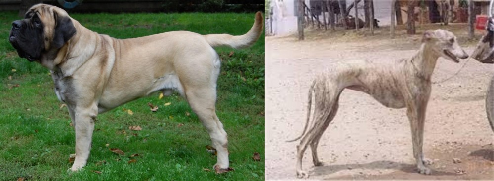 Rampur Greyhound vs English Mastiff - Breed Comparison