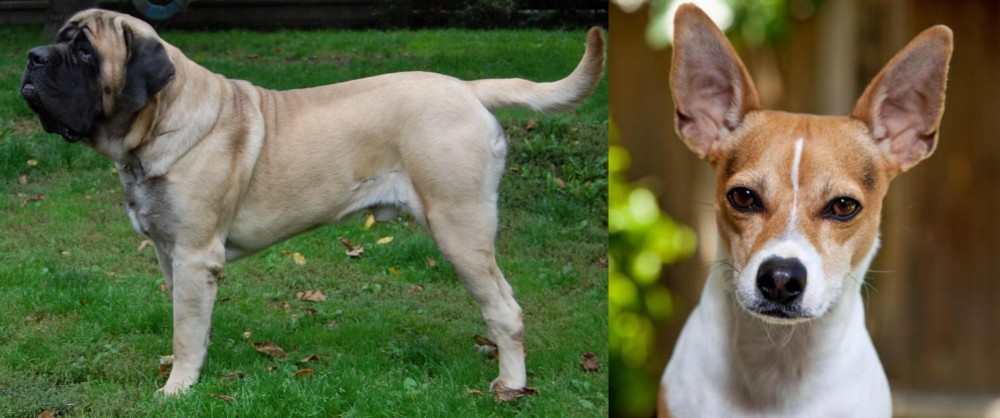 Rat Terrier vs English Mastiff - Breed Comparison