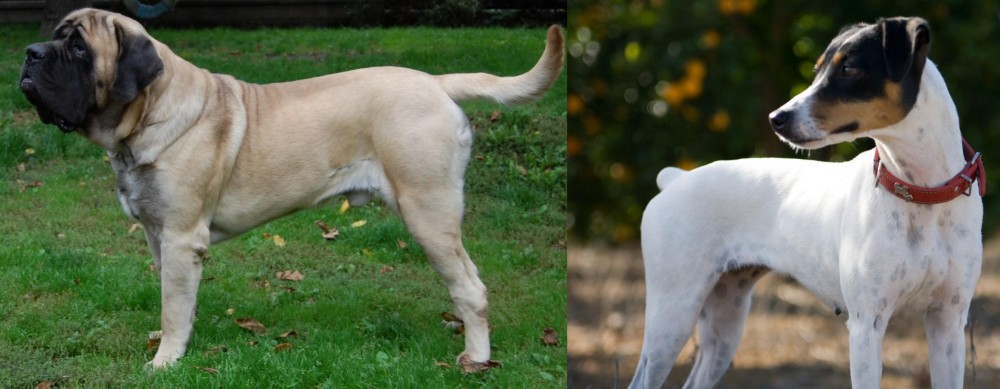 Ratonero Bodeguero Andaluz vs English Mastiff - Breed Comparison