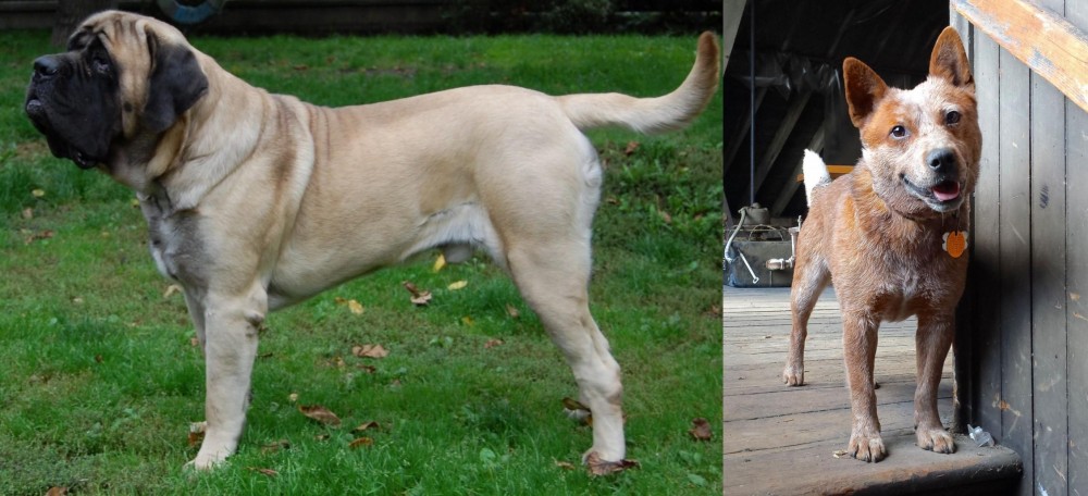 Red Heeler vs English Mastiff - Breed Comparison