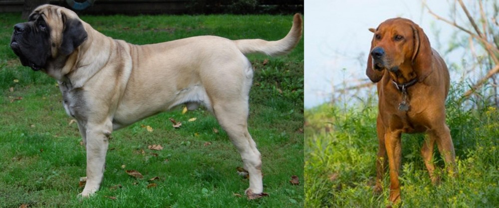 Redbone Coonhound vs English Mastiff - Breed Comparison