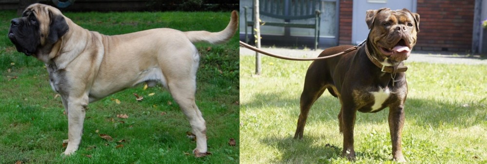Renascence Bulldogge vs English Mastiff - Breed Comparison