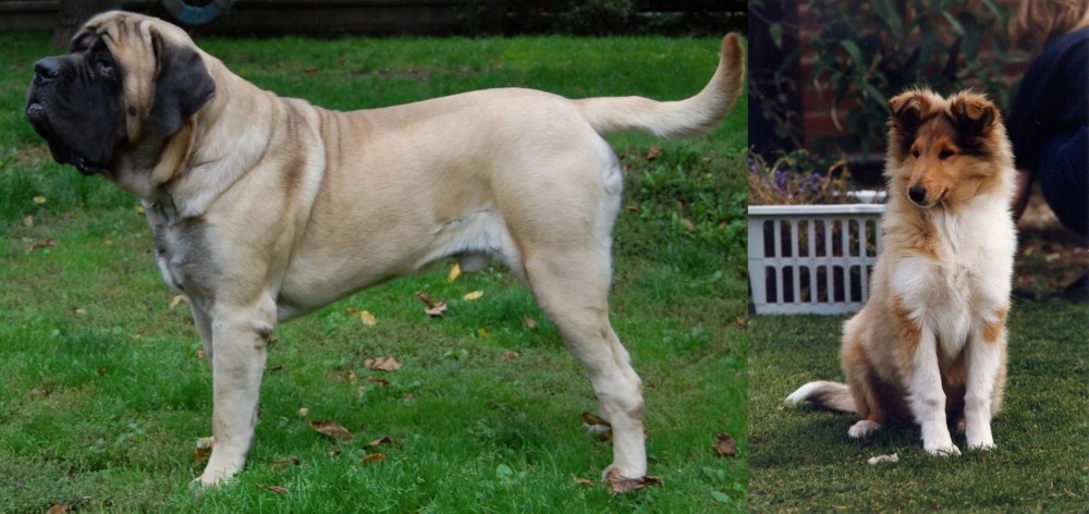 Rough Collie vs English Mastiff - Breed Comparison