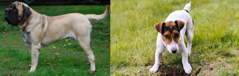 Russell Terrier vs English Mastiff - Breed Comparison