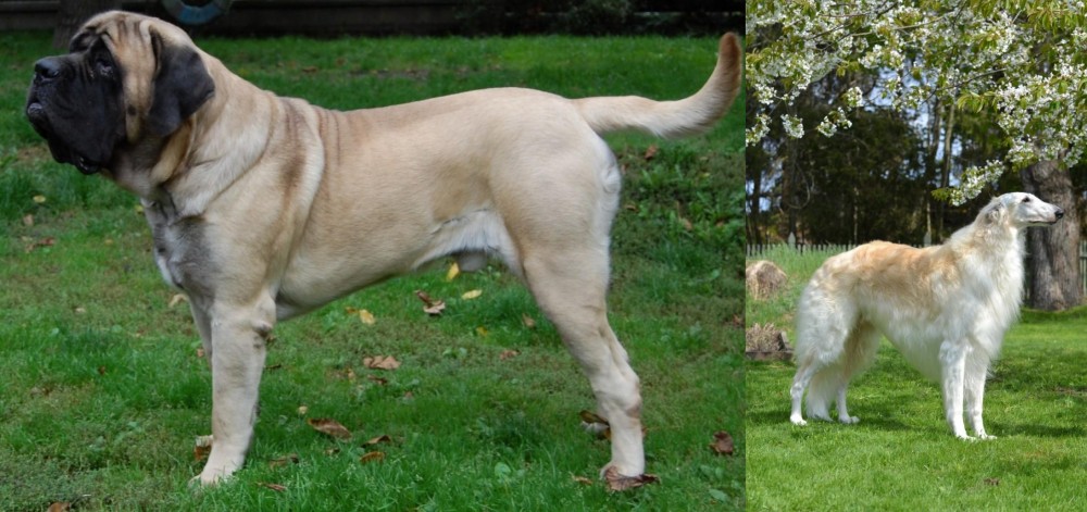 Russian Hound vs English Mastiff - Breed Comparison