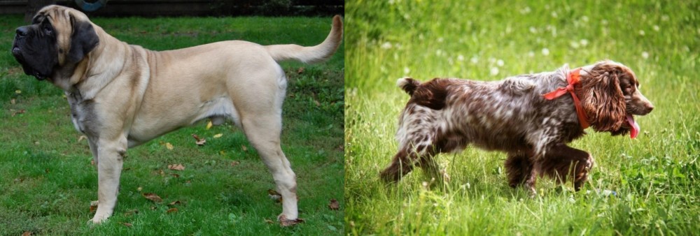 Russian Spaniel vs English Mastiff - Breed Comparison