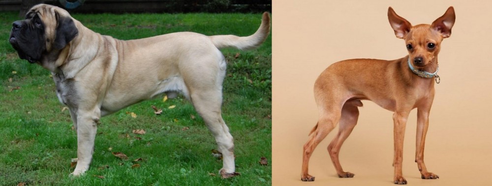 Russian Toy Terrier vs English Mastiff - Breed Comparison