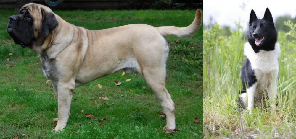 Russo-European Laika vs English Mastiff - Breed Comparison
