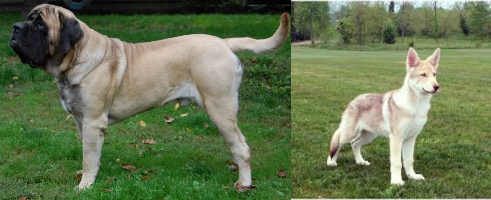 Saarlooswolfhond vs English Mastiff - Breed Comparison