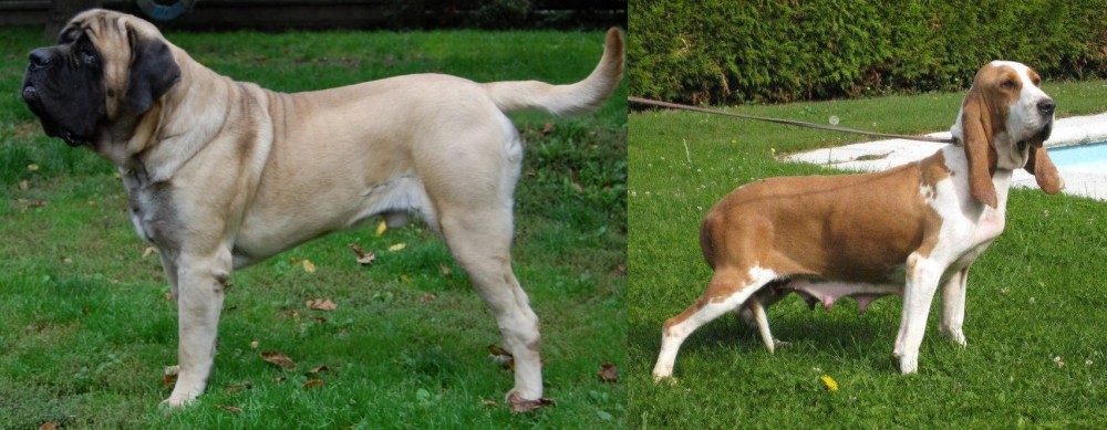 Sabueso Espanol vs English Mastiff - Breed Comparison