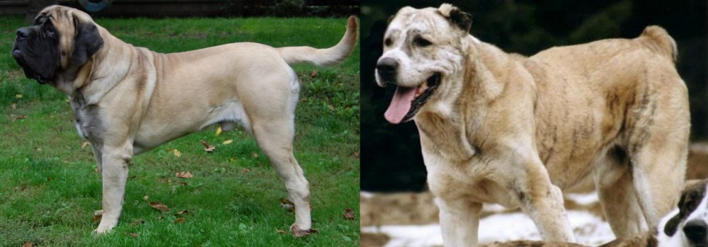 Sage Koochee vs English Mastiff - Breed Comparison