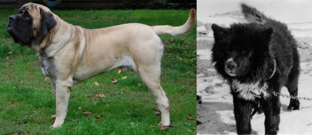 Sakhalin Husky vs English Mastiff - Breed Comparison
