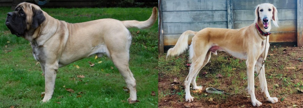 Saluki vs English Mastiff - Breed Comparison