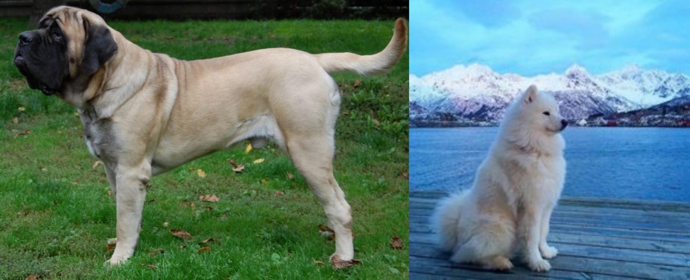 Samoyed vs English Mastiff - Breed Comparison
