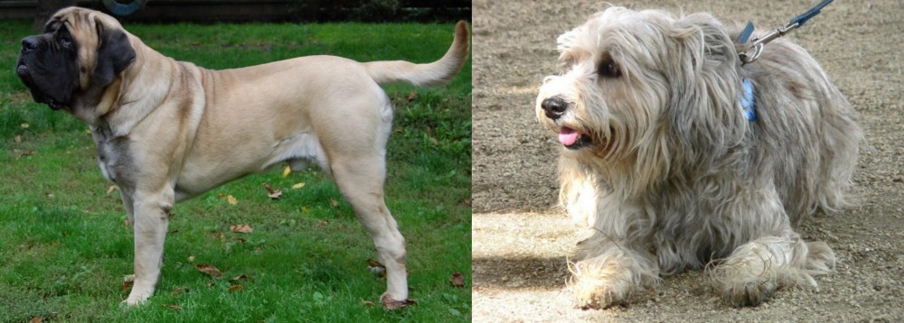 Sapsali vs English Mastiff - Breed Comparison