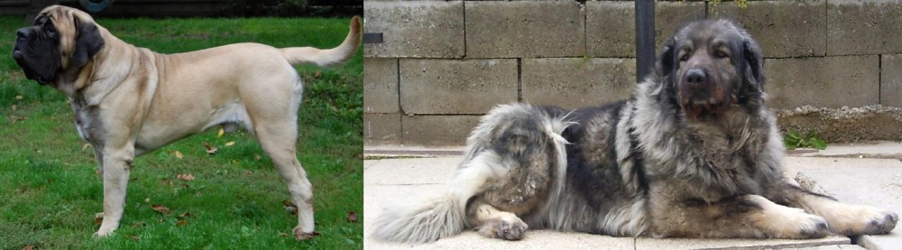 Sarplaninac vs English Mastiff - Breed Comparison