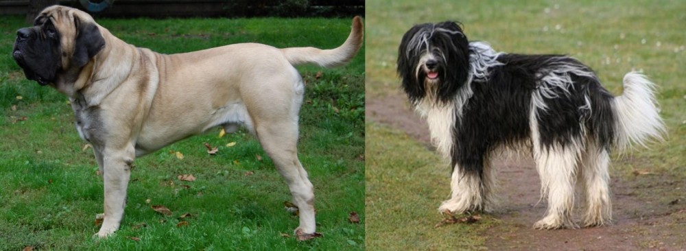 Schapendoes vs English Mastiff - Breed Comparison