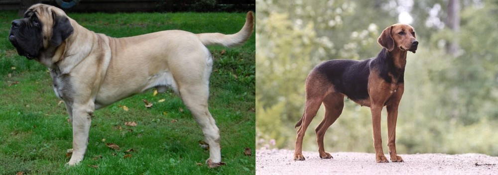 Schillerstovare vs English Mastiff - Breed Comparison