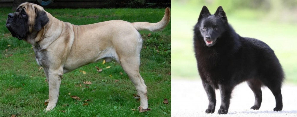 Schipperke vs English Mastiff - Breed Comparison