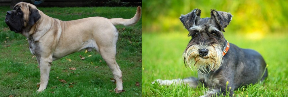 Schnauzer vs English Mastiff - Breed Comparison