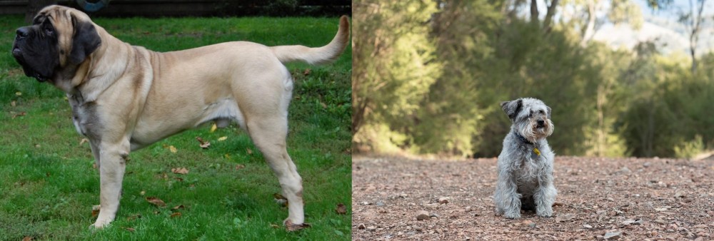Schnoodle vs English Mastiff - Breed Comparison