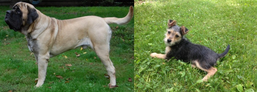 Schnorkie vs English Mastiff - Breed Comparison