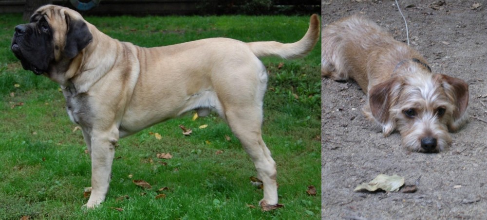 Schweenie vs English Mastiff - Breed Comparison