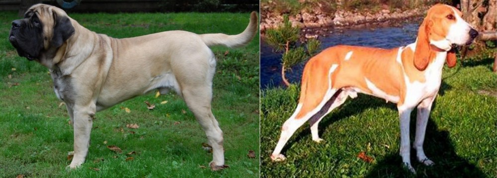 Schweizer Laufhund vs English Mastiff - Breed Comparison