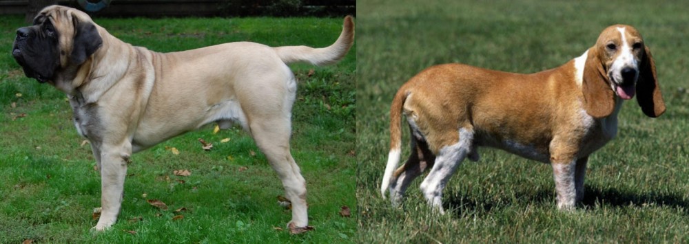 Schweizer Niederlaufhund vs English Mastiff - Breed Comparison