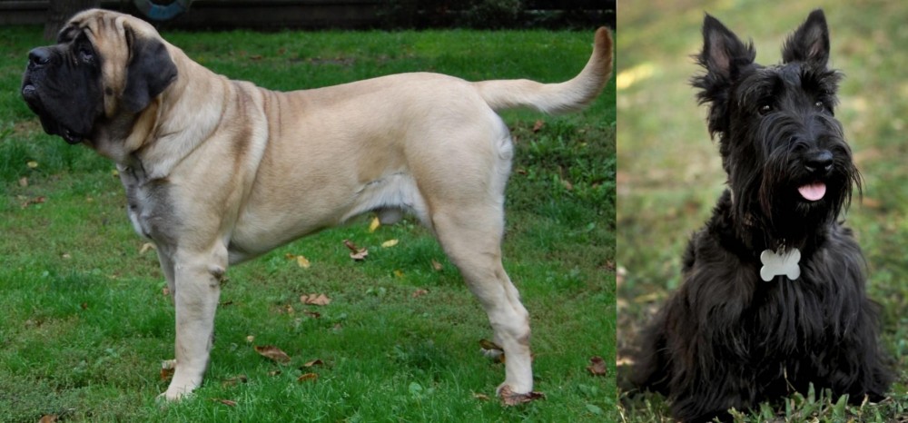 Scoland Terrier vs English Mastiff - Breed Comparison