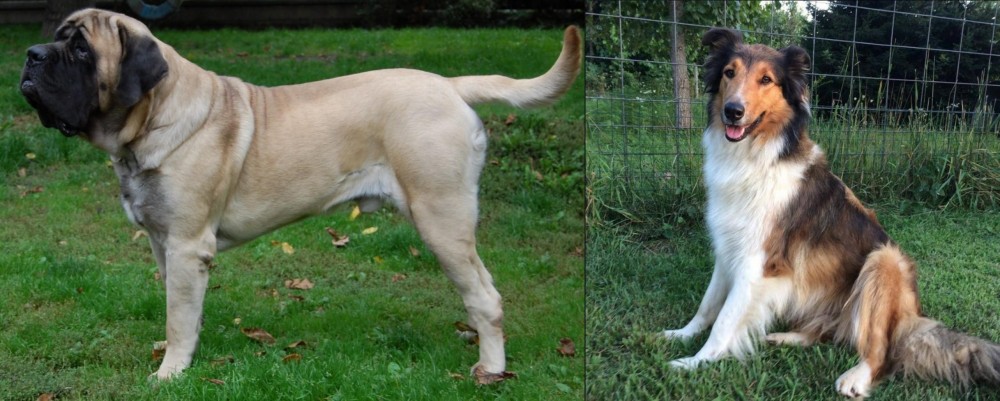 Scotch Collie vs English Mastiff - Breed Comparison
