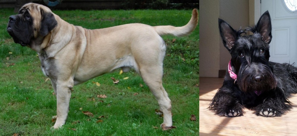 Scottish Terrier vs English Mastiff - Breed Comparison