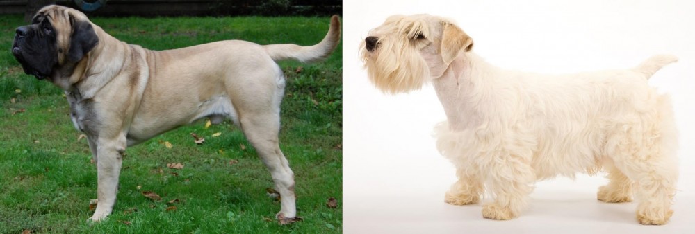 Sealyham Terrier vs English Mastiff - Breed Comparison