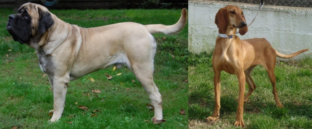 Segugio Italiano vs English Mastiff - Breed Comparison