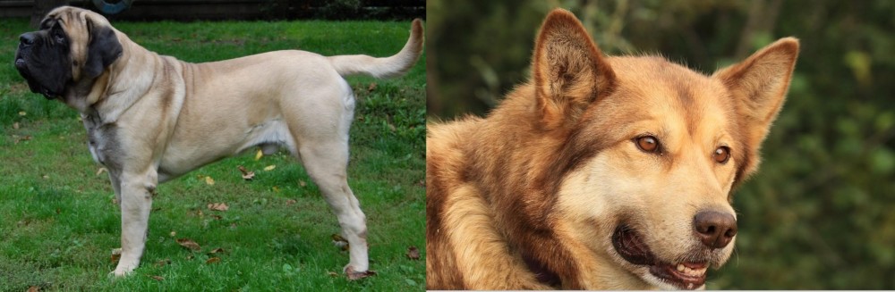 Seppala Siberian Sleddog vs English Mastiff - Breed Comparison