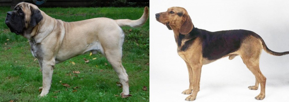 Serbian Hound vs English Mastiff - Breed Comparison