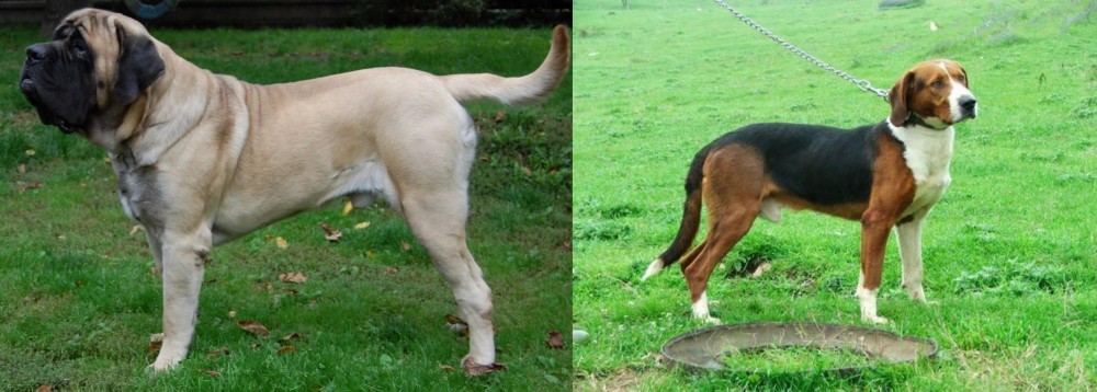 Serbian Tricolour Hound vs English Mastiff - Breed Comparison