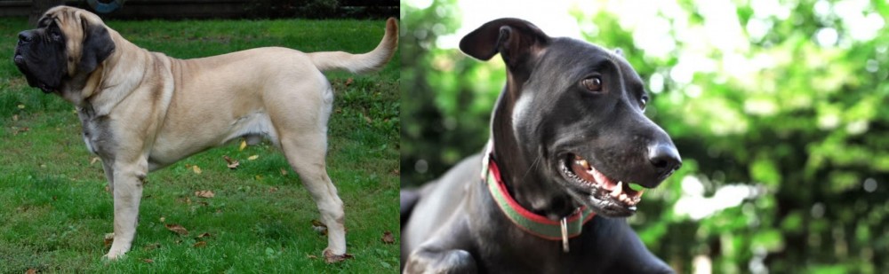 Shepard Labrador vs English Mastiff - Breed Comparison