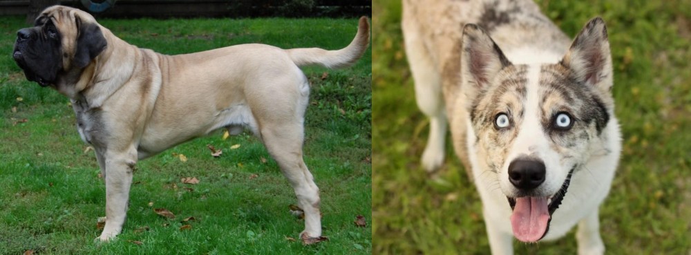 Shepherd Husky vs English Mastiff - Breed Comparison